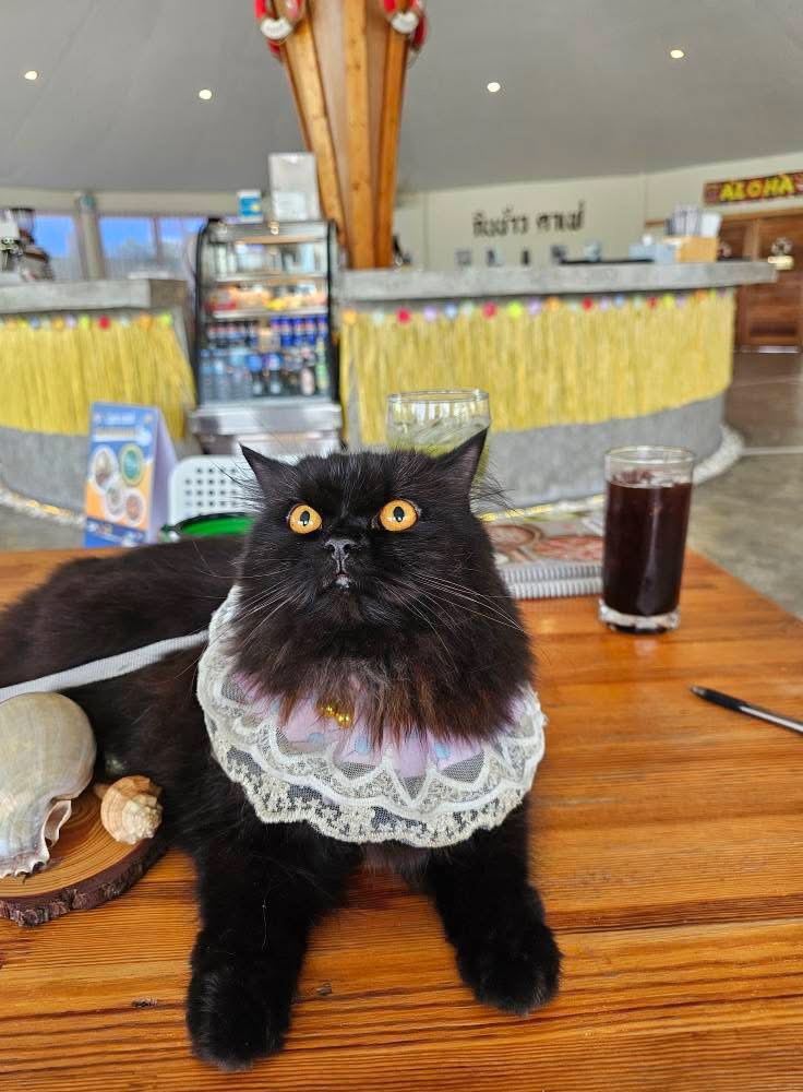 ลูกค้าพาสัตว์เลี้ยงมากินข้าว คาเฟ่