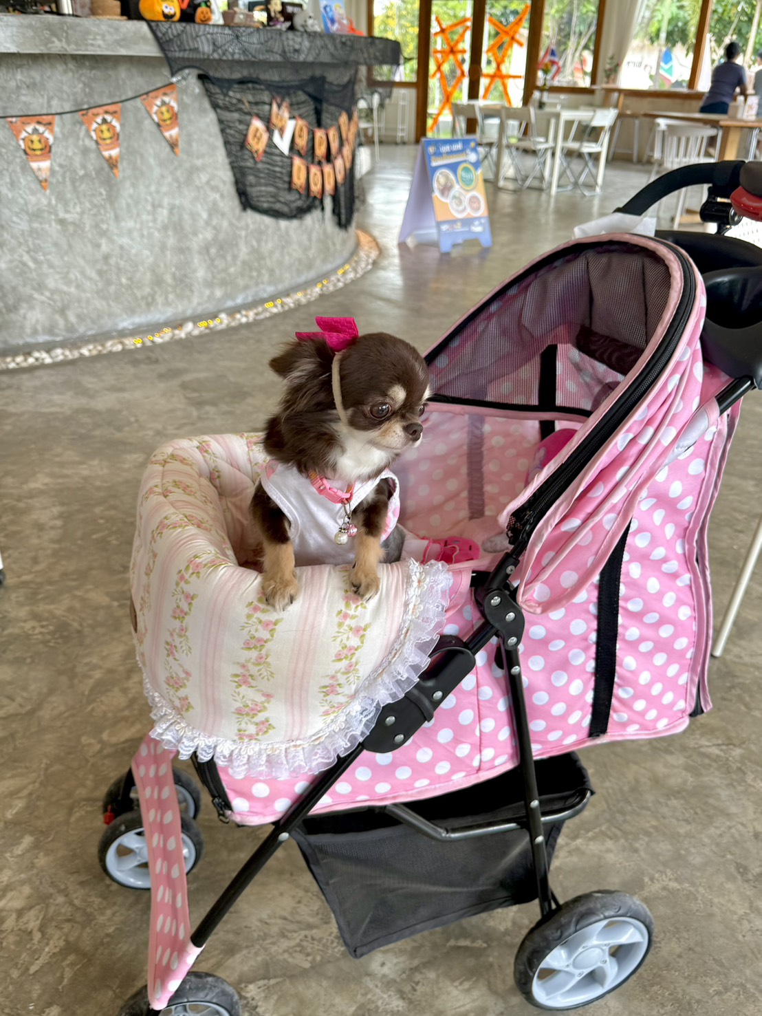 บรรยากาศร้านอาหารสัตว์เลี้ยงเข้าได้ ลพบุรี